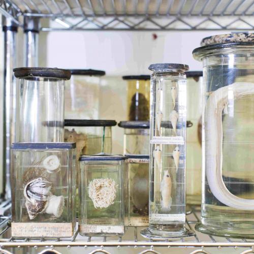 Jars of newly restored preserved organisms