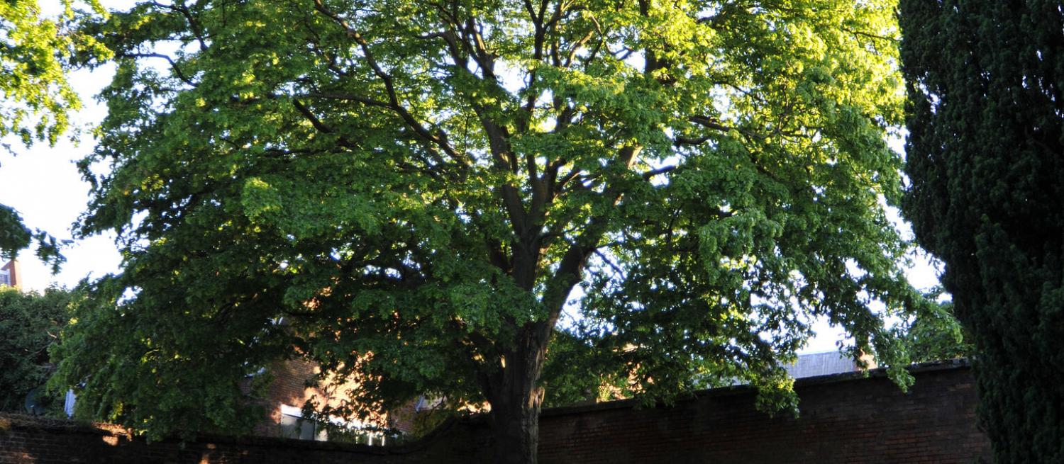 Tree in St Albans Vintry Garden