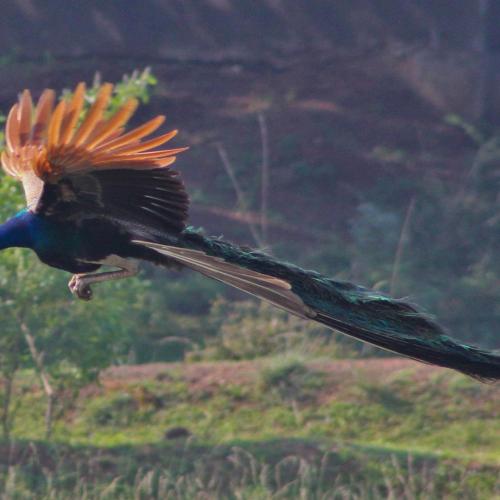 Peacock’s tail is one common example of a theory called 'Fisherian runaway' about animal decoration.