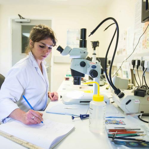 A scientist working in the laboratories at Rothamsted Research. Image courtesy of Rothamsted Research.