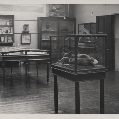 Black and white photo of the display at Herfordshire County Museum