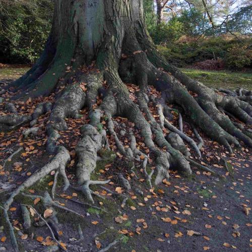 The twisted roots of a tree reaching out over the soil