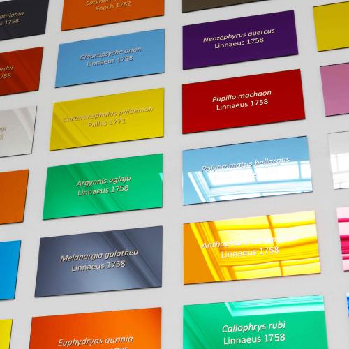 Colorful rectangular signs bearing scientific names of butterflies displayed on a white wall