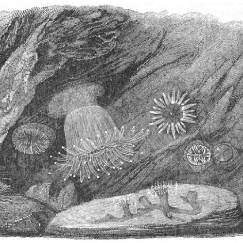Woodcut of British coastal corals of the type kept by Anna Thynne: Common Cup Coral & Sandy Creeplet. © Holdsworth (1860).