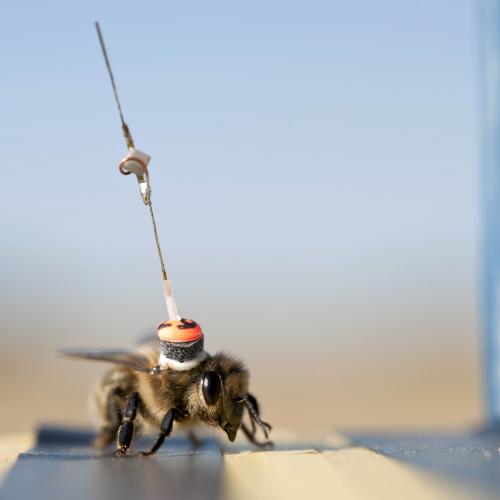 A bee collecting data as part of an experiment at Rothamsted Research, the data will be analysed by scientists. © Rothamsted Research.