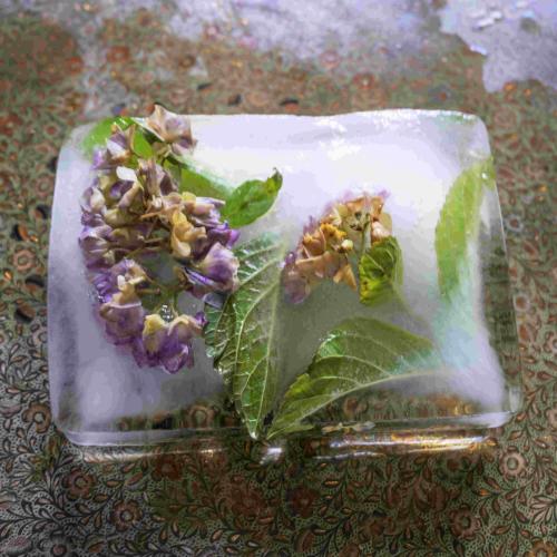 An ice cube with flowers pressed into it