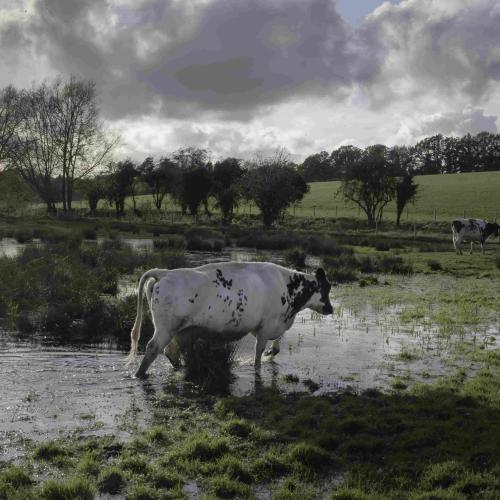 Cows on a flood field