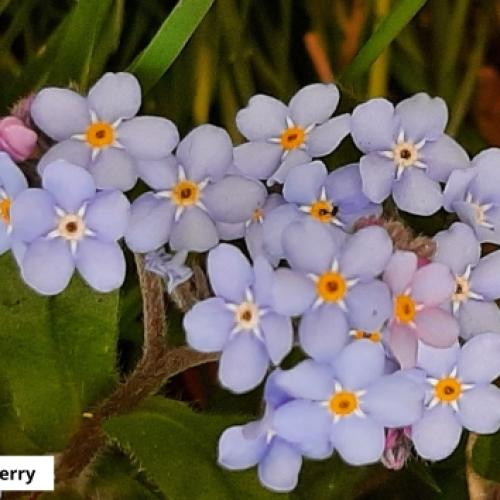 Photograph of forget me nots