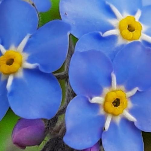 Photograph of forget me nots