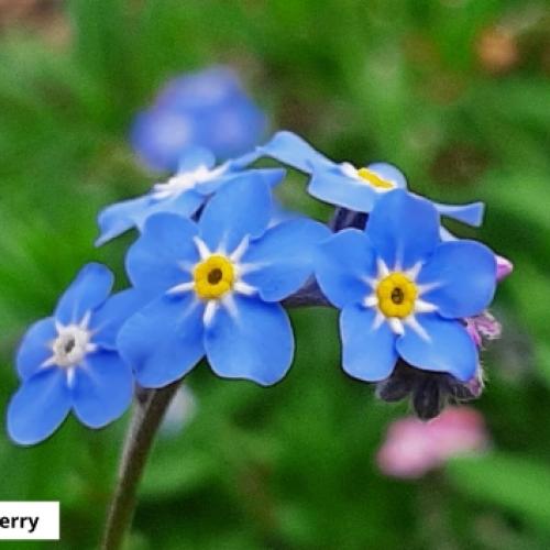 Photograph of forget me nots