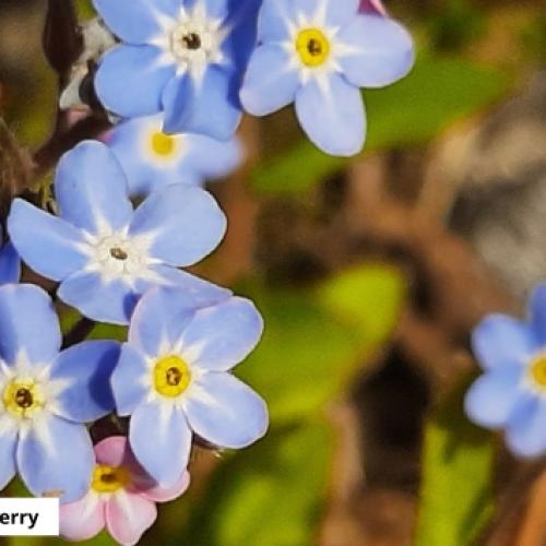 Photograph of forget me nots