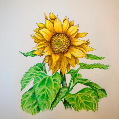 Syed Hassan – Yellow Sunflower 