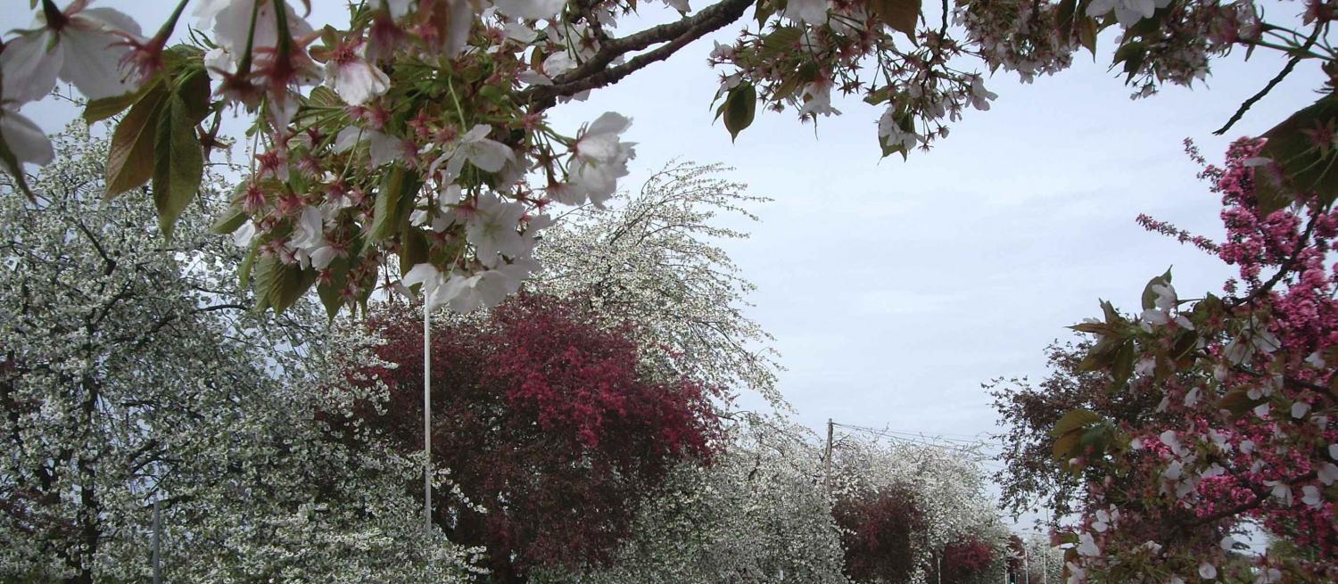 Trees along the edge of Bernards Heath with alternating dark pink and white blossom