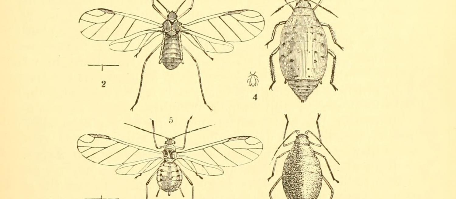 Illustration of a turnip fly from Annual Series of Reports on Injurious Insects and Farm Pests.
