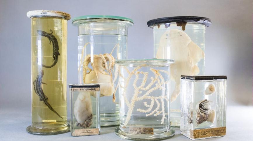 Image of Jars from Pickling Project