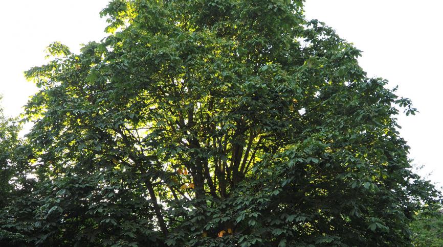 Horse Chestnut tree