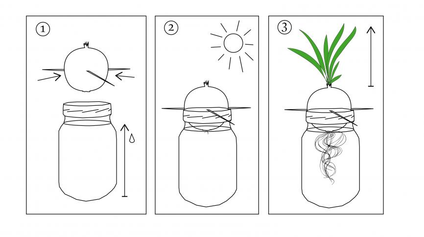 Planting an onion in a jar