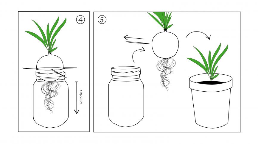 planting an onion in a jar