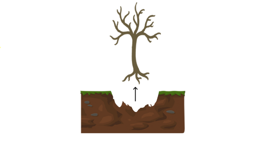 Graphic showing how to plant a tree