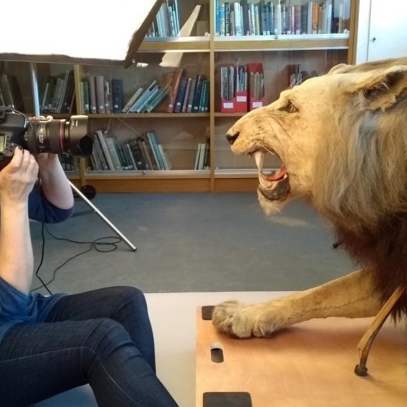Photography the taxidermy lion