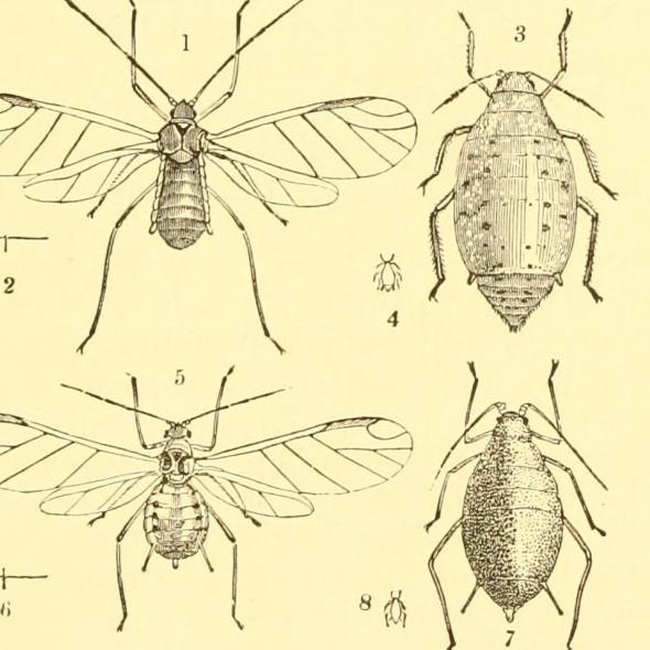 Illustration of a turnip fly from Annual Series of Reports on Injurious Insects and Farm Pests.