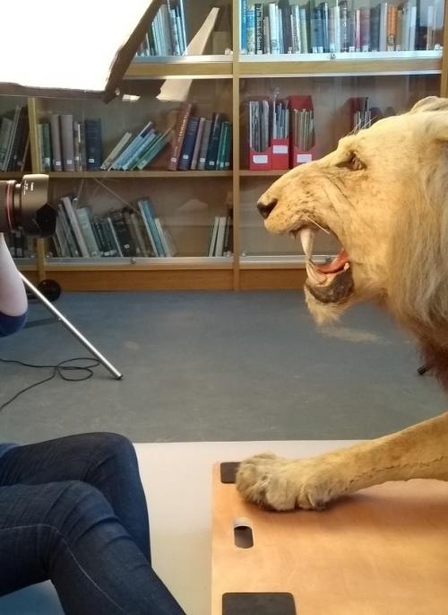 Photography the taxidermy lion